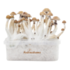 Fresh Mushrooms® Magic Mushroom Grow Kit Mexican XP