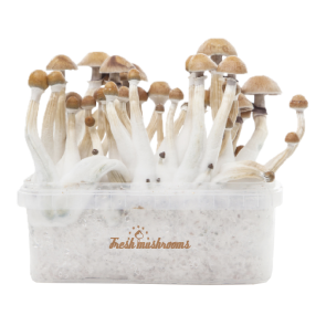 Fresh Mushrooms® Magic Mushroom Grow Kit Mexican XP